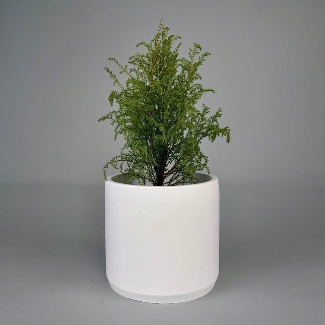 Terra Pure Beton Saksı l Beyaz