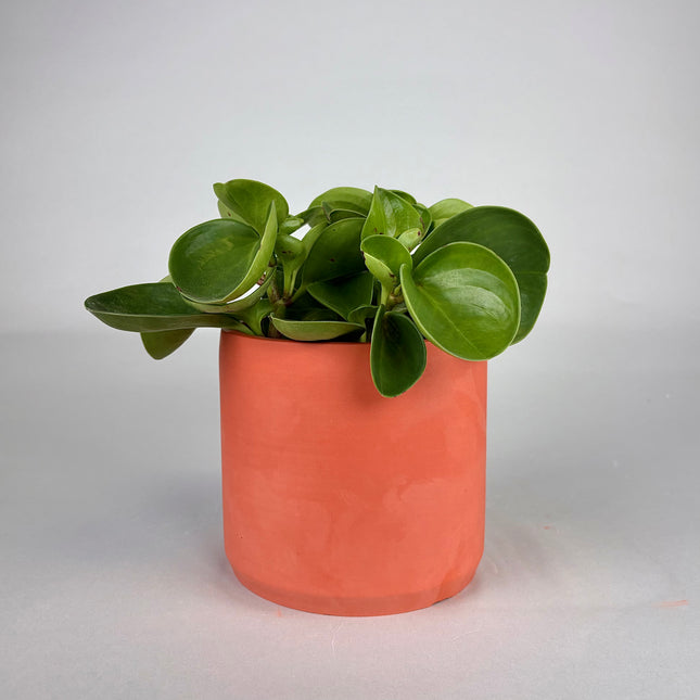 Terra Pure Beton Saksı  | Terracotta