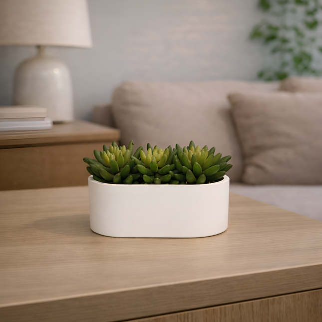 Mini Sukulent Yapay Bitki Aranjmanı